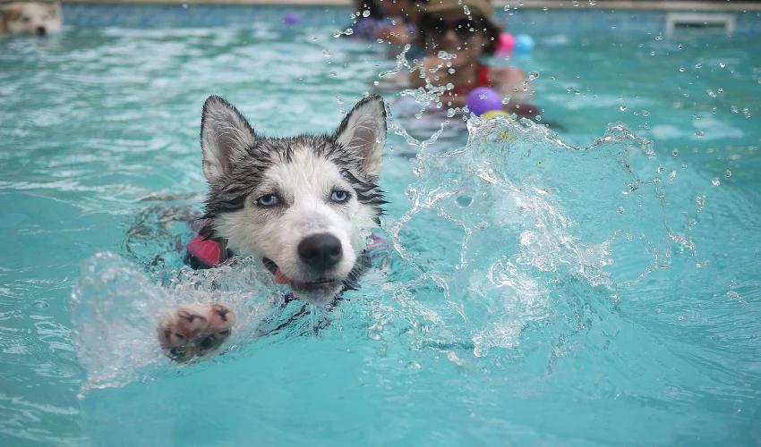  Is The Swimming Pool Safe For Your Pets?